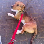 Un Jack-Rat Terrier au pelage tricolore allongé sur un sol pavé et qui est tenu en laisse