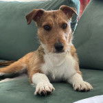 Un Jack-Rat Terrier au pelage bicolore allongé sur un canapé et regardant la caméra