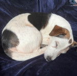 Un Jack-Rat Terrier au pelage tricolore dormant sur un canapé