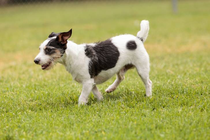 Un Jack-Rat Terrier à la robe blanche mouchetée de noir, marchant sur de l’herbe