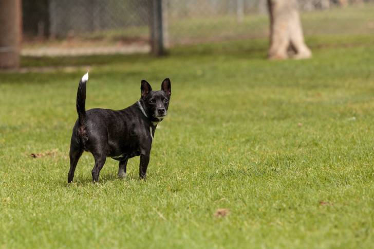 Un Jack-Rat Terrier à la robe noire panachée de blanc, marchant sur de l’herbe