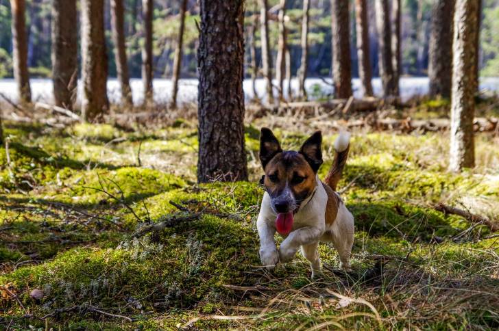 Un Jack-Rat Terrier à la robe blanche mouchetée de marron, courant dans une forêt