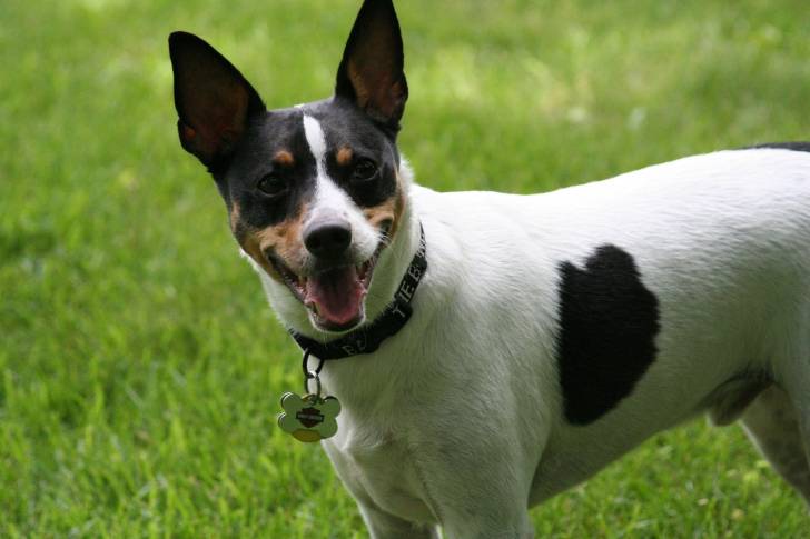 Un Jack-Rat Terrier à la robe blanche mouchetée de noir, se tenant debout sur de l'herbe