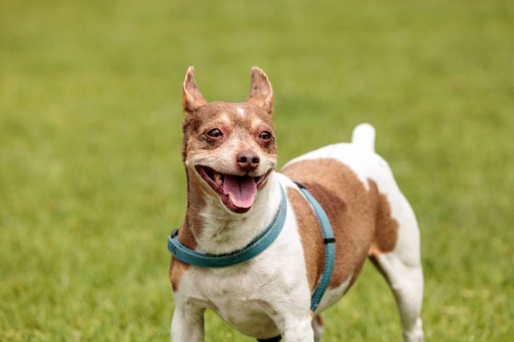 Un Jack-Rat Terrier à la robe blanche mouchetée de marron, portant un harnais turquoise