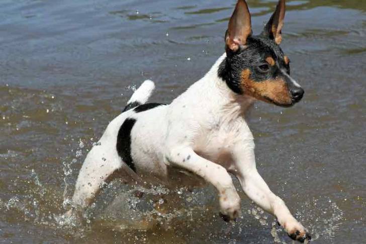 Un Jack-Rat Terrier au pelage tricolore, courant dans une marre d'eau