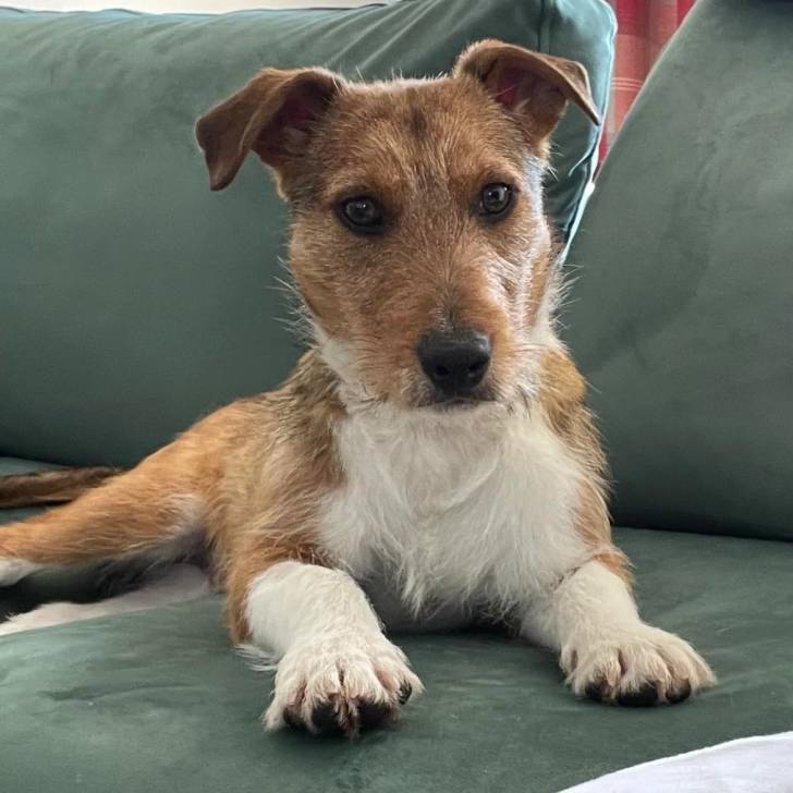 Un Jack-Rat Terrier au pelage bicolore allongé sur un canapé et regardant la caméra