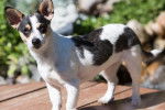 Un Jack-Rat Terrier au pelage panaché noir blanc marron regardant la caméra