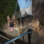 Un Saint Shepherd, au pelage bicolore, debout sur ses quatre pattes et tirant la langue