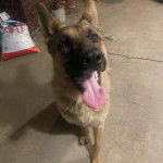 Un Saint Shepherd, assis et tirant la langue