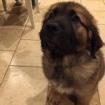 Un chiot Saint Shepherd assis sur un sol carrel&eacute;, et ayant la t&ecirc;te l&eacute;g&egrave;rement lev&eacute; vers le haut