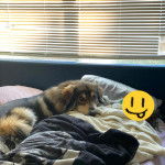 Un Saint Shepherd &agrave; la robe tricolore noir marron blanc, allong&eacute; sur un lit et regardant la cam&eacute;ra