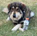 Un Saint Shepherd allong&eacute; sur une surface herbac&eacute;e, et tenant dans une patte un petit bidon