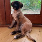 Un Saint Shepherd assis sur un plancher en bois devant une porte, et portant un collier au cou
