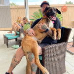 Un Saint Shepherd assis sur les cuisses d'un homme, tirant la langue et portant un collier au cou