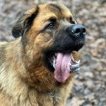 Un Saint Shepherd, tirant langue et portant un collier autour du cou
