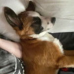 Un chiot Saint Shepherd allong&eacute; sur les bras d'une personne et semblant dormir