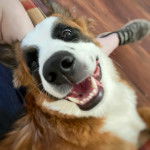 Un Saint Shepherd au pelage tricolore, regardant la cam&eacute;ra et ayant la gueule ouverte