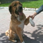 Un Saint Shepherd assis sur un sol pav&eacute;, et ayant une de ses pattes pos&eacute;es dans les mains d'une personne.