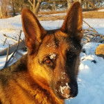 Un Saint Shepherd au pelage fauve, ayant un peu de neige sur son museau