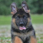 Un chiot Saint Shepherd au pelage bicolore noir marron, dans un jardin et tirant la langue