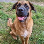 Un Saint Shepherd assis sur un surface herbac&eacute;e et tirant l&eacute;g&egrave;rement la langue