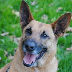 Un Saint Shepherd ayant la gueule ouverte et qui est tenu en laisse