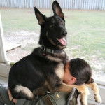 Un Saint Shepherd au pelage bicolore, assis sur les cuisses d'une femme et portant un collier au cou