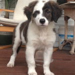 Un Saint Shepherd au pelage bicolore, debout sur ses quatre pattes sur un plancher en bois 