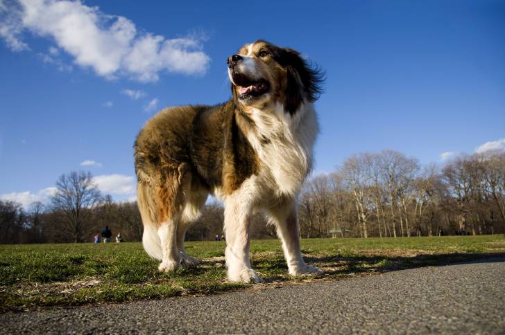 Un Saint Shepherd au pelage mi-long fauve et blanc, se tenant debout dans un parc