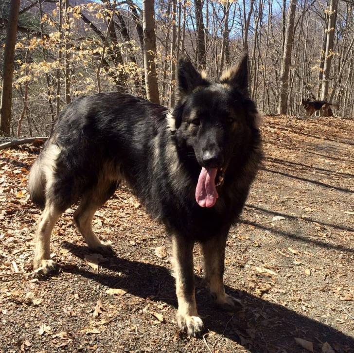 Un Saint Shepherd, debout sur ses quatre pattes dans une forêt et tirant la langue
