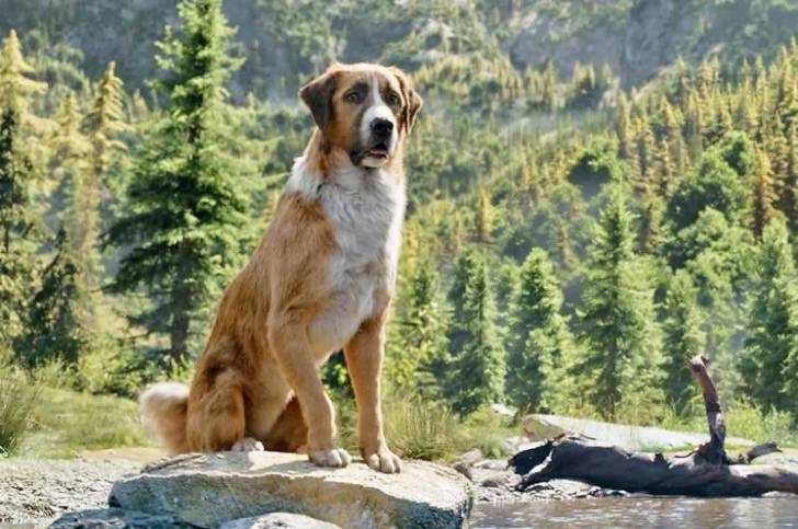 Un Saint Shepherd au pelage bicolore, assis sur une pierre au bord d'un lac