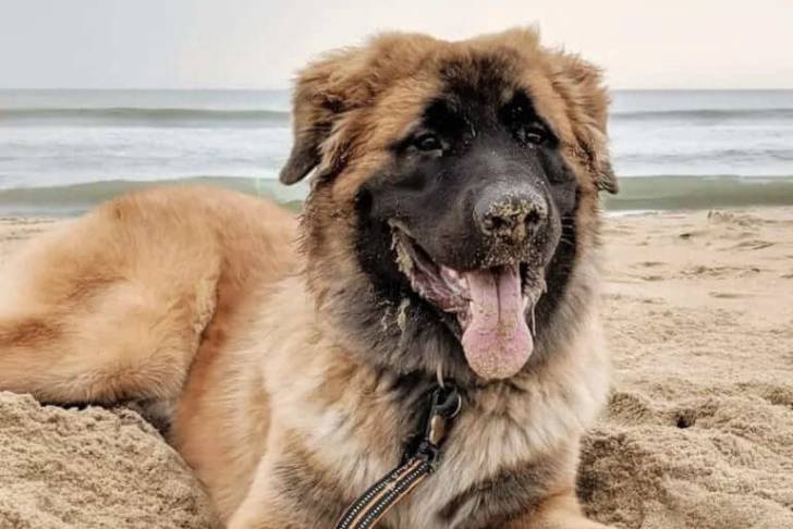 Un Saint Shepherd, allongé sur une surface sableuse et qui est tenu en laisse
