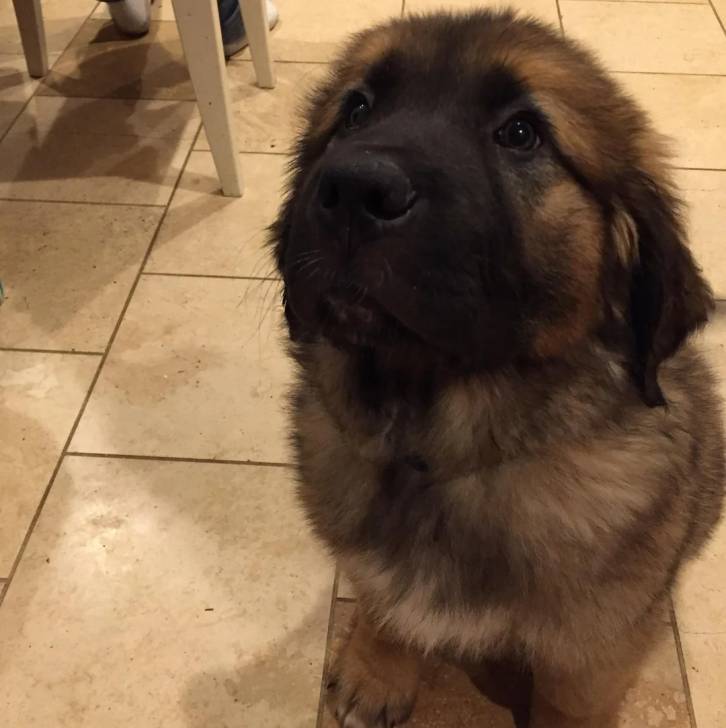 Un chiot Saint Shepherd assis sur un sol carrelé, et ayant la tête légèrement levé vers le haut