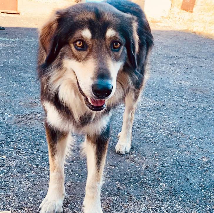 Un Saint Shepherd, debout sur ses quatre pattes et ayant la gueule légèrement ouverte
