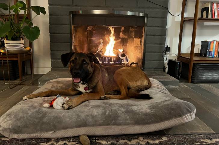 Un Saint Shepherd, allongé sur un grand coussin, et tenant dans une patte une peluche 
