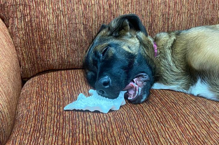Un Saint Shepherd, allongé sur un canapé et semblant dormir 