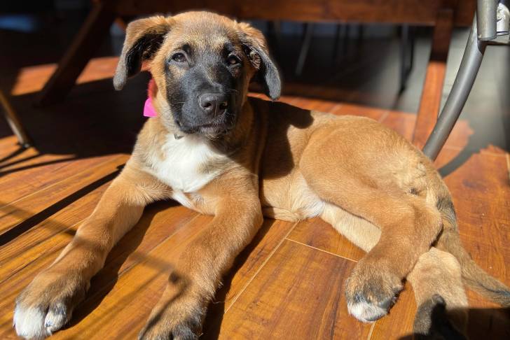 Un Saint Shepherd  allongé sur un plancher en bois, et portant un collier autour du cou