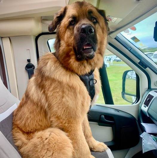 Un Saint Shepherd, assis sur le siège d'un véhicule et portant un harnais de couleur noir