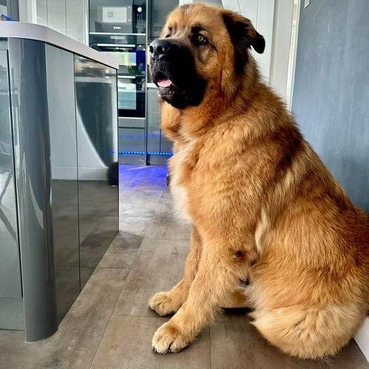 Un Saint Shepherd, assis sur un plancher en bois et tirant légèrement la langue