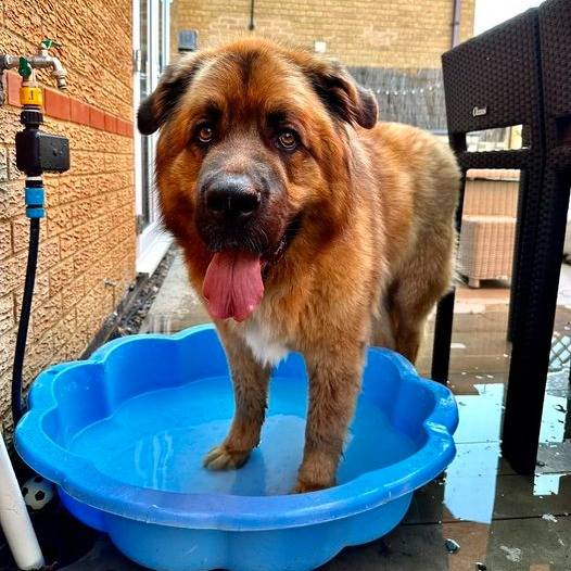 Un Saint Shepherd, ayant ses pattes avant posées dans un plastique contenant de l'eau et tirant la 