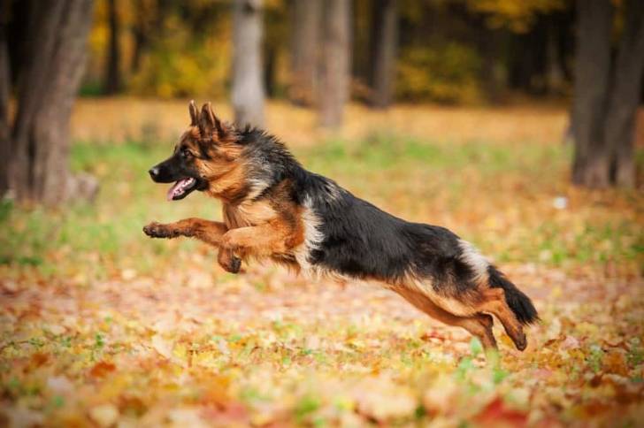 Un Saint Shepherd courant dans une forêt.