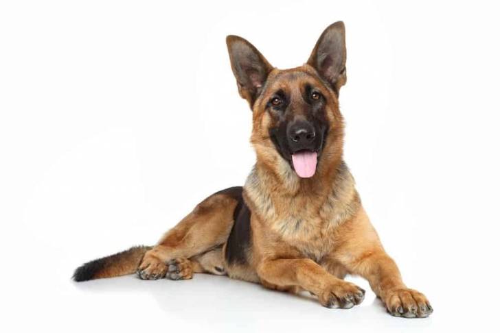 Un Saint Shepherd tirant la langue et regardant vers la caméra