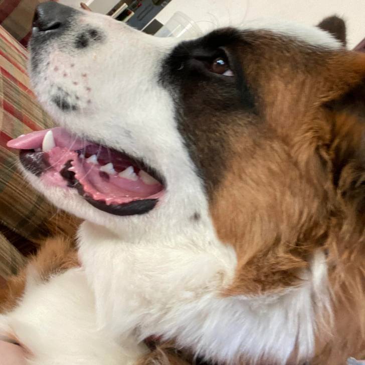 Profil d'un chiot Saint Shepherd au pelage tricolore, tirant légèrement la langue