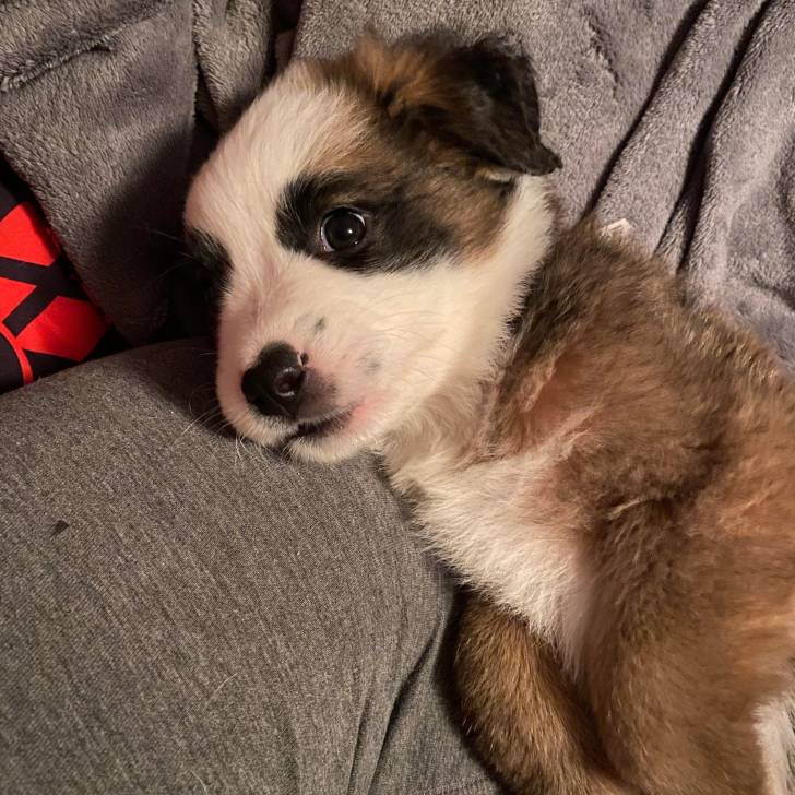 Un chiot Saint Shepherd au pelage tricolore, allongé dans un canapé et regardant la caméra