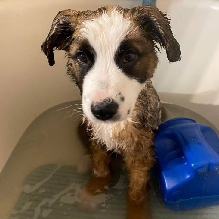 Un chiot Saint Shepherd au pelage mouillé, assis dans une baignoire et regardant la caméra