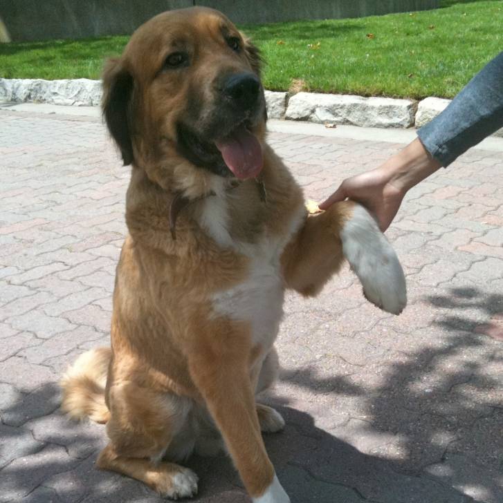 Un Saint Shepherd assis sur un sol pavé, et ayant une de ses pattes posées dans les mains d'une personne.
