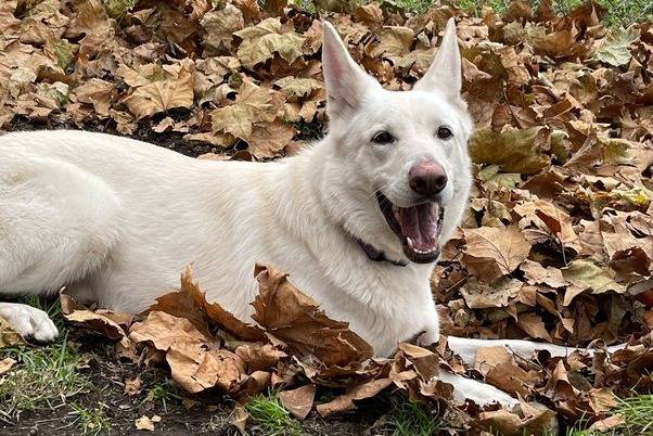 Un Saint Shepherd à la robe blanche, allongé sur des feuilles mortes et ayant la gueule ouverte