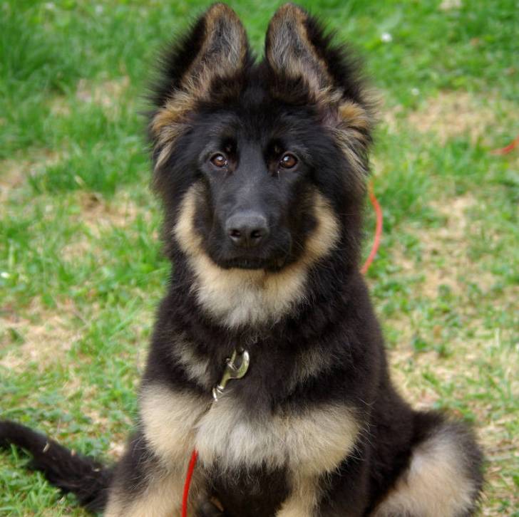 Un Saint Shepherd au pelage bicolore, assis sur une surface herbacée et qui est tenu en laisse