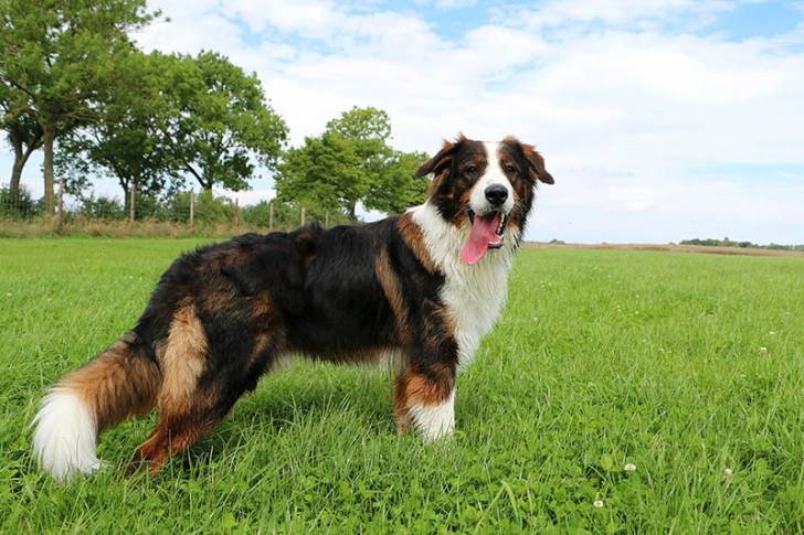 Un Saint Shepherd sur un terrain herbeux et ayant la langue pendante