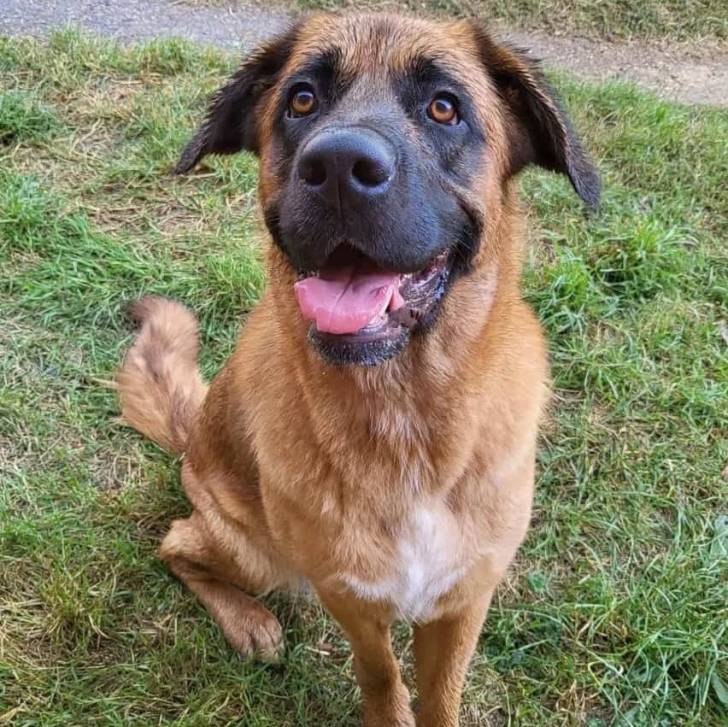 Un Saint Shepherd assis sur un surface herbacée et tirant légèrement la langue
